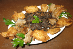 Carrellata di funghi
