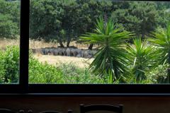 Vetrata dell' agriturismo S'Incantu