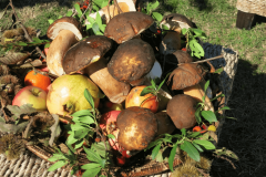 La raccolta dei funghi a Putifigari